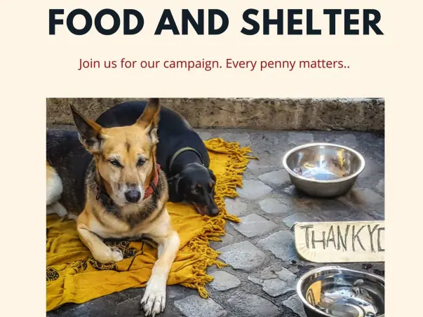 Food And Shelter Relief For Stray Animals.
