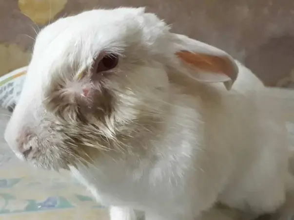 Help Me Raise Fund For My Rabbit's Surgery