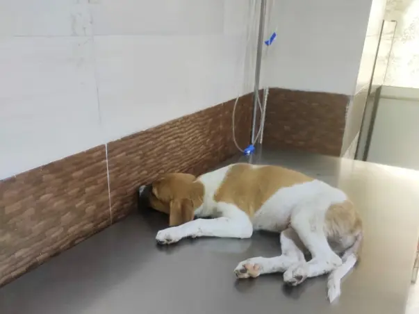 HELP US SAVING PUPPIES FROM PARVO & DISTEMPER