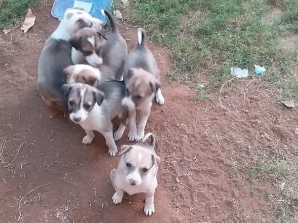Help Us To Feed More Strays, Your Small Help Can Make Huge Difference
