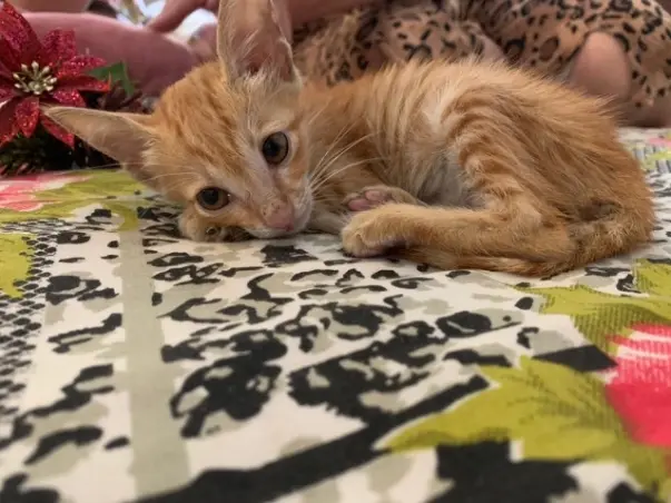 Help Nora fight Parvo