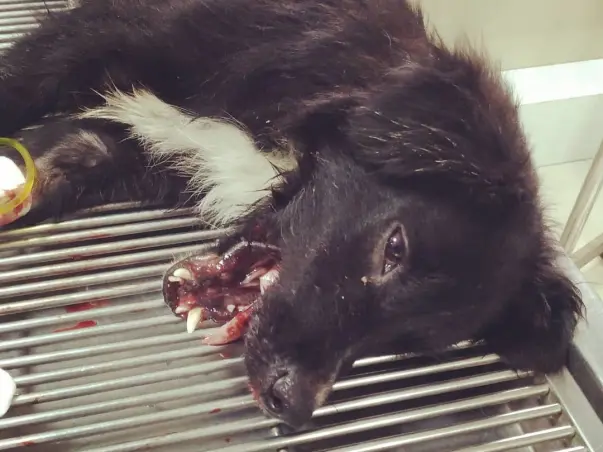Help Us Pay For Midnight's Medical And Boarding Bills
