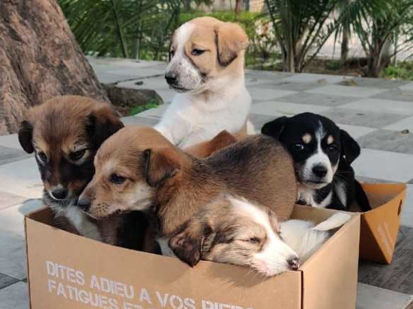 Help the poor furballs fight Distemper.