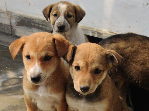 Help the poor furballs fight Distemper.