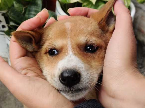 Help the poor furballs fight Distemper.