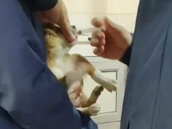 Help the poor furballs fight Distemper.