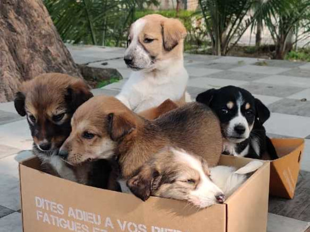 Help the poor furballs fight Distemper.