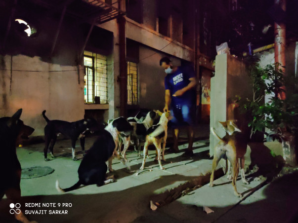 Help The Dogs of RGKMCH, Kolkata