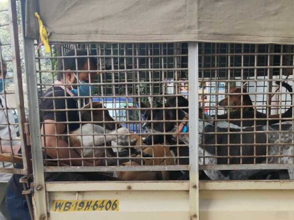 Help The Dogs of RGKMCH, Kolkata