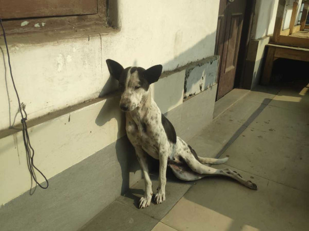 Help The Dogs of RGKMCH, Kolkata