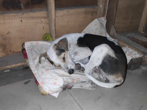 Help The Dogs of RGKMCH, Kolkata