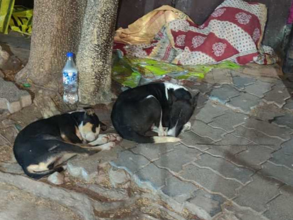 Help The Dogs of RGKMCH, Kolkata