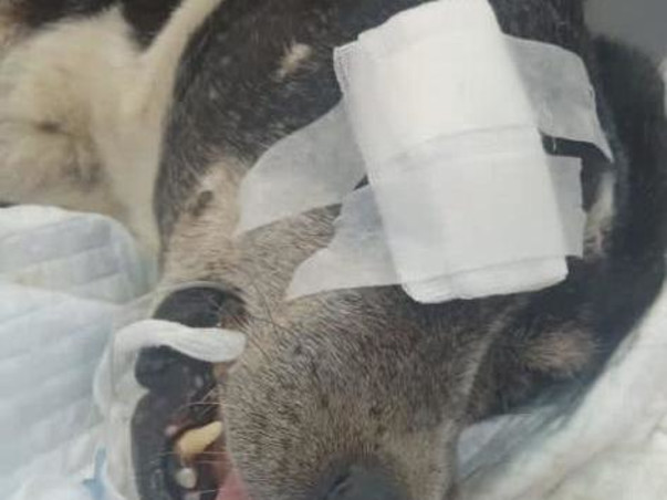 Rescue for Street Animals( Dogs)