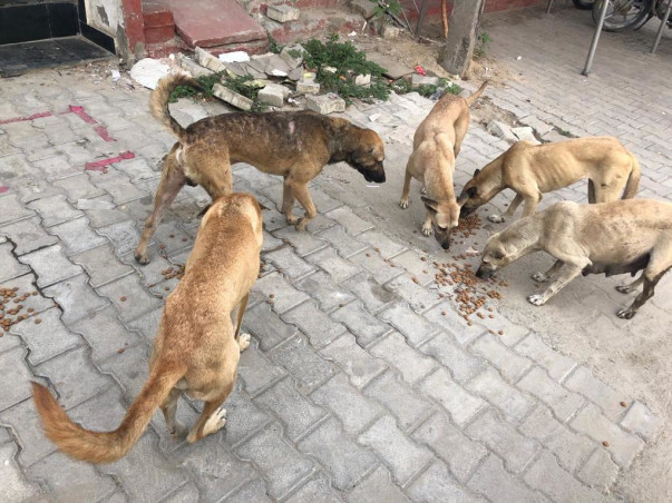Rescue for Street Animals( Dogs)