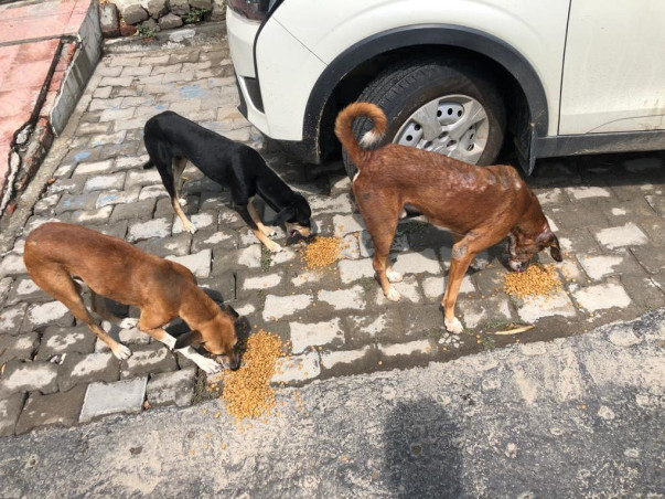 Rescue for Street Animals( Dogs)