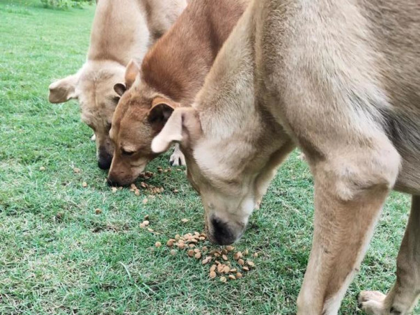 Rescue for Street Animals( Dogs)