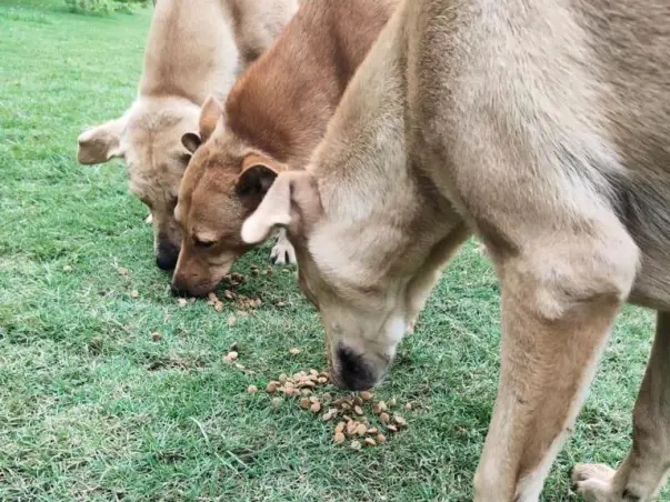 Rescue for Street Animals( Dogs)