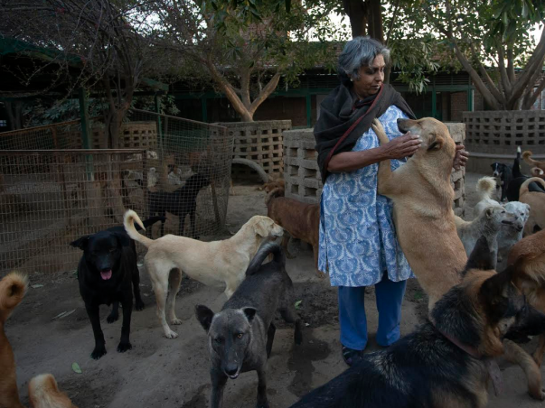 Support The Voiceless And Distressed Animals In A COVID Affected World