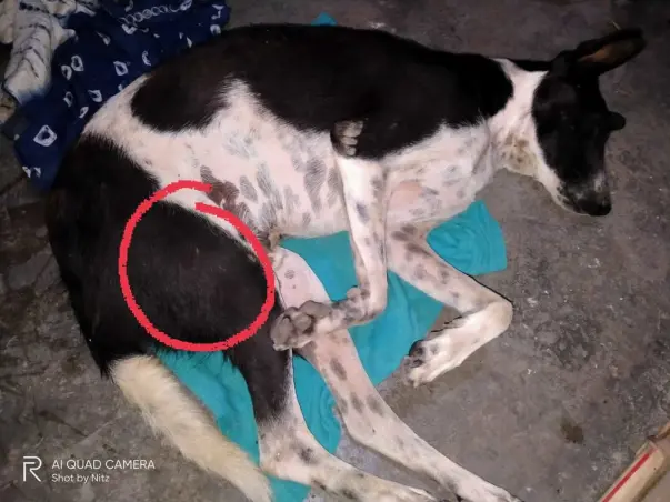 Help Sheru for his Pinning Surgery. Let him run & play once again.