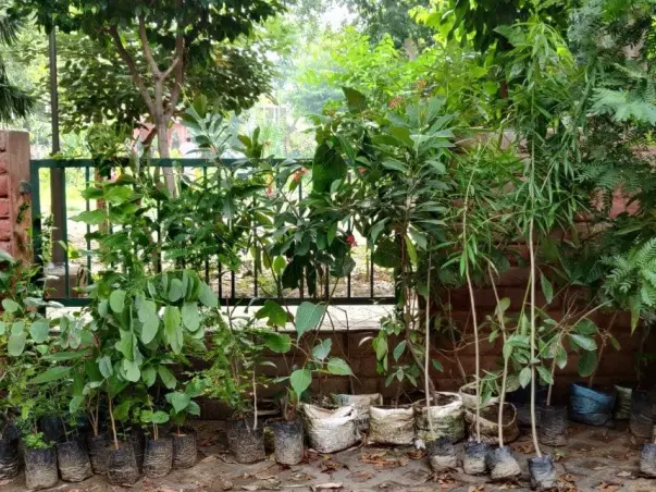 Tree Plantation Drive:  A PANACEA By SFC