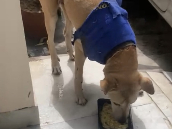 Help Hungry Homeless Dogs