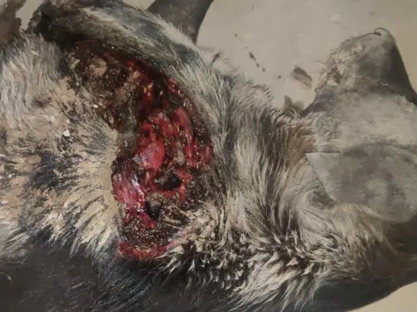 Help 10 Dog’s Treatment (Tumor, Maggots, Distamper, Kidney, Fever)