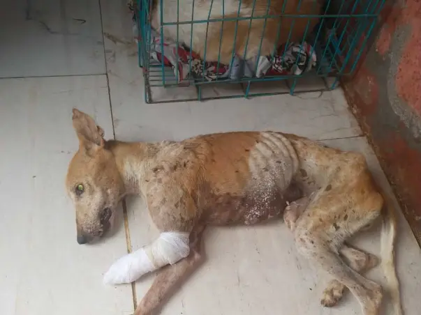 Let’s Help The Voiceless