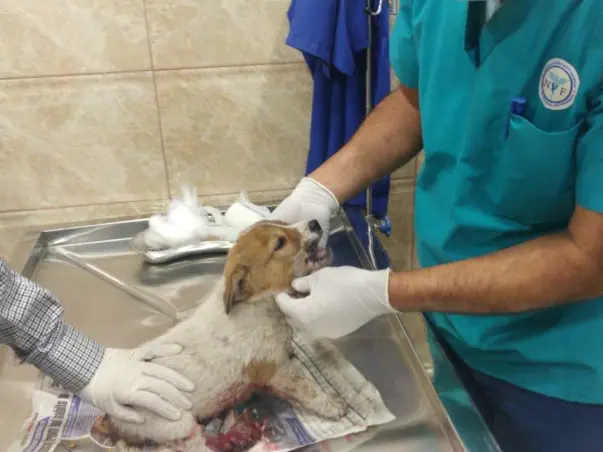 Help Us To Buy Oxygen Concentrator For Animals In Valley