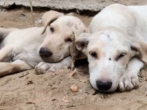 Medical And Regular Care For Street Dogs!