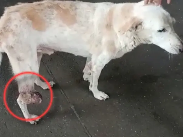 Help Us Save Stray Dog With Huge Tumor