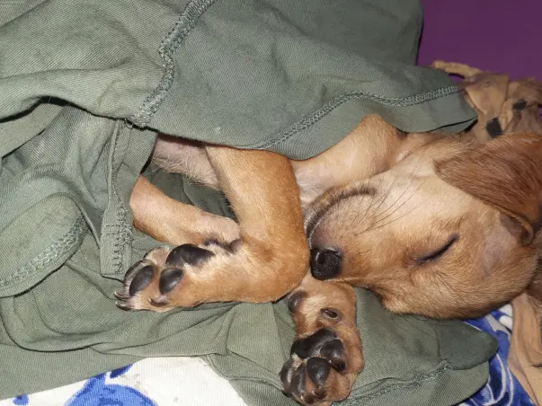 Pups Suffering From Parvo