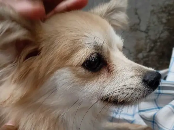 Help MoMo Fight Parvo Virus