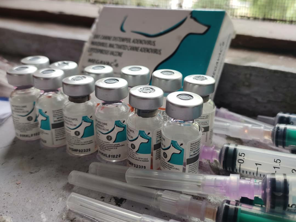 HELP ME PROVIDE FIRST AID TO STRAY DOGS AND SAVE LIVES.