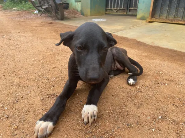Help Black Forest To Cure Her Hip Joint & Internal Organs