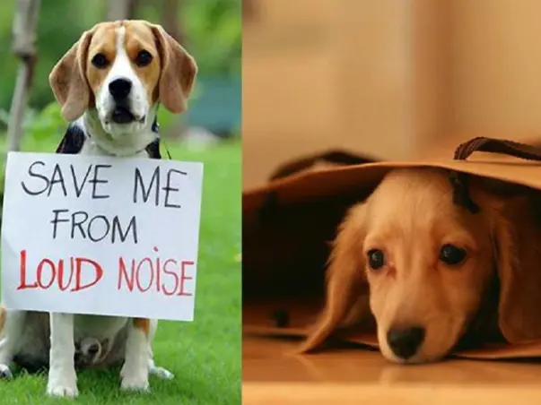 Paws For The Cause