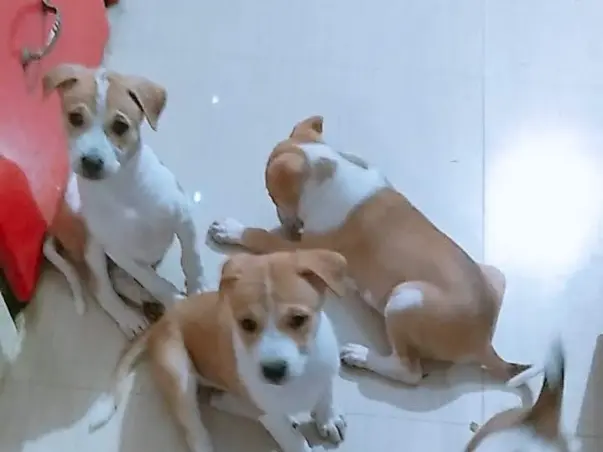 Help To Feed The Stray Dogs