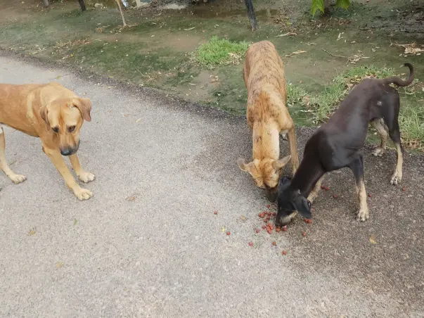 Help H.F.S, Bikaner To FEED THE STRAYS IN August MONTH🤗🐾