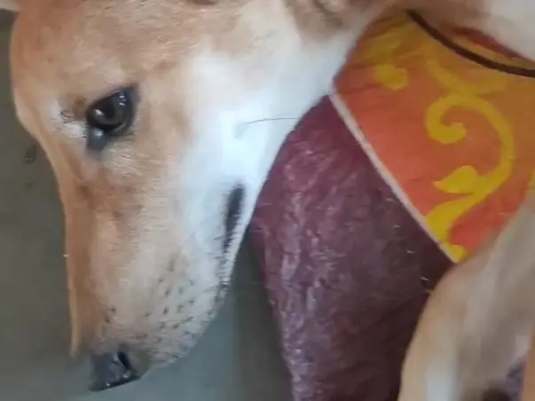 Help These Dogs Fight Parvo