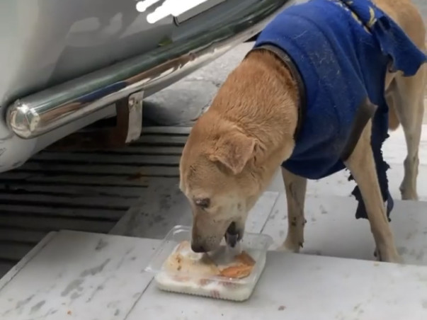 Help Hungry Homeless Dogs