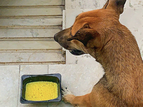 Help Hungry Homeless Dogs