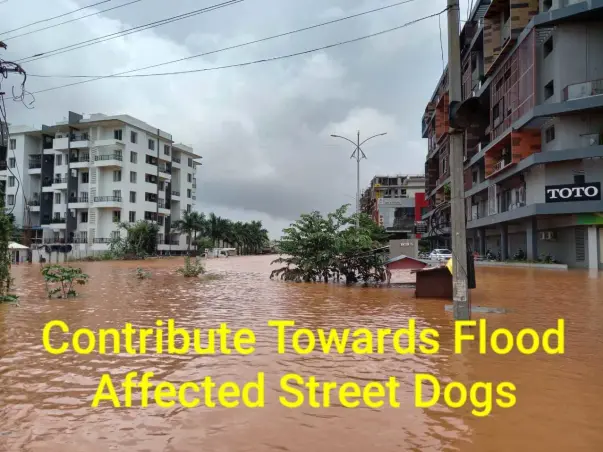 Help Flood Affected Street Dogs