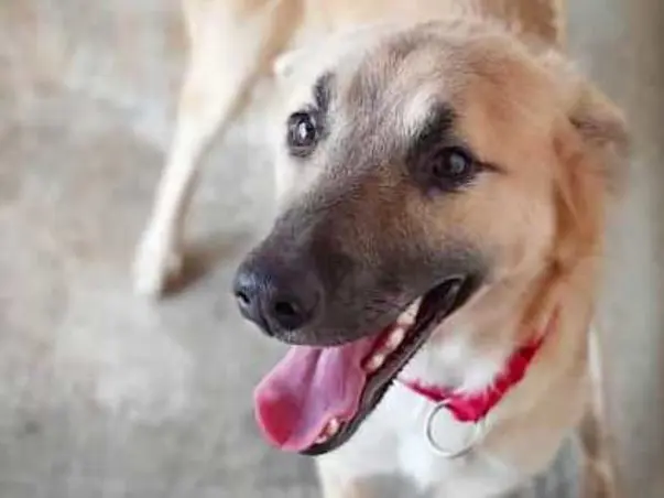 Help Us Pay For Ocean's Boarding And Vet Bills