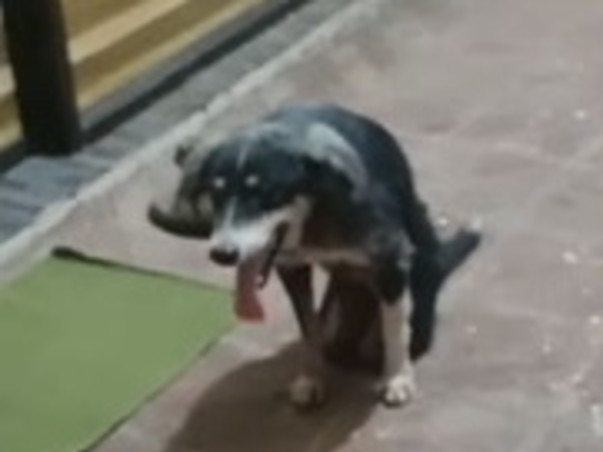 •KALI🐾- *PANVEL ACCIDENT CASE*