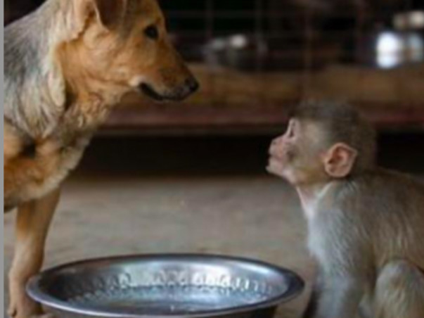 Help the voiceless