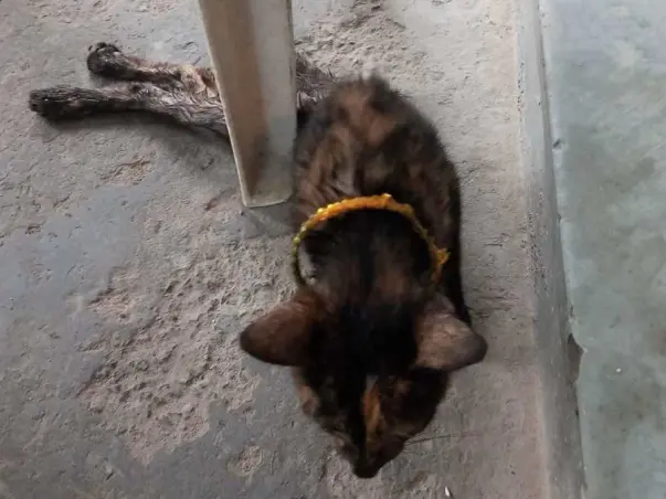 A Stray Cat With A Broken Backbone Needs Your Help.
