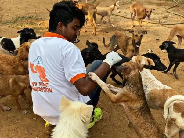 Help us to buy medical equipments to treat rescued stray dogs