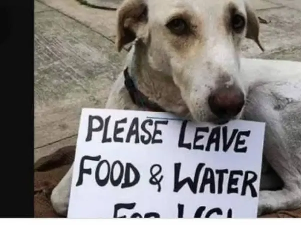 Donation For Animals Food