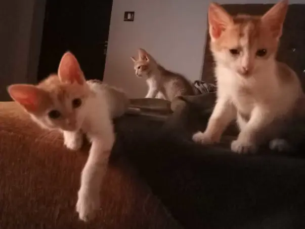 Help Save These 2 Kittens