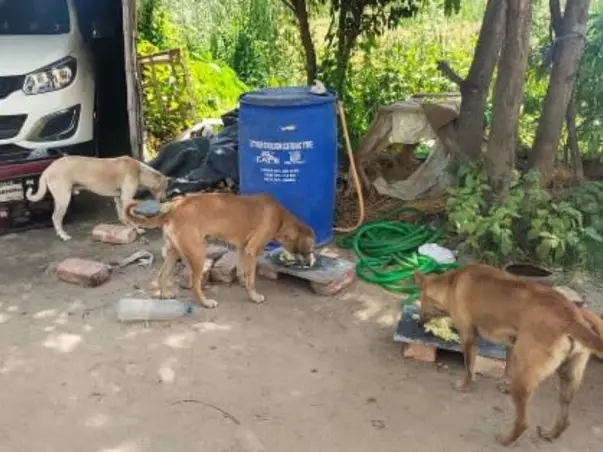 Help Me Create An Animal Shelter In My Area