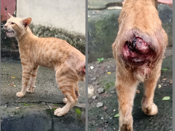 Please Help Simba